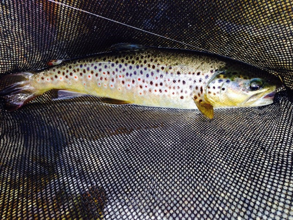 The Many Faces of Trout Fishing by Shawn Arnold, Fishing Reports and Forum