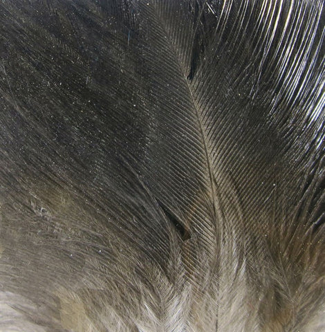 Gallo De Leon Saddle Feathers - The Trout Spot