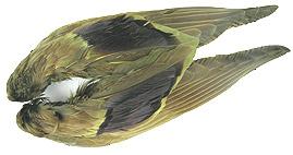 Mallard Duck Wings - The Trout Spot