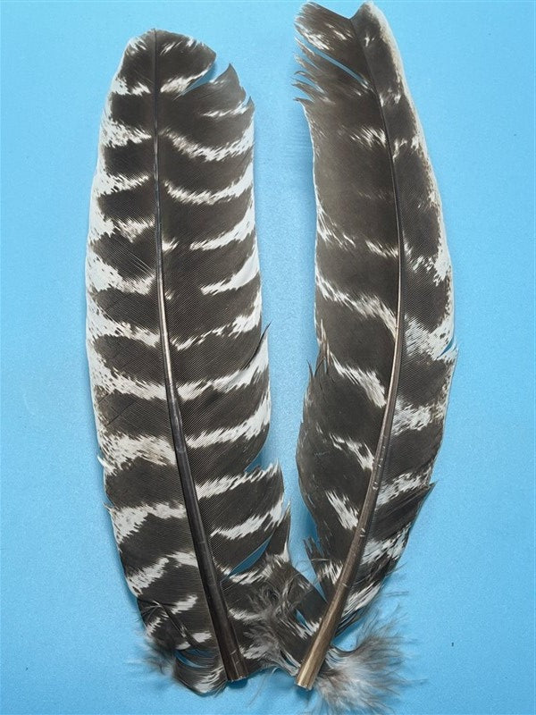 Natures Spirit Ozark Barred Turkey Quills Natural - The Trout Spot