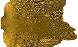 Wapsi Whole Guinea Skin