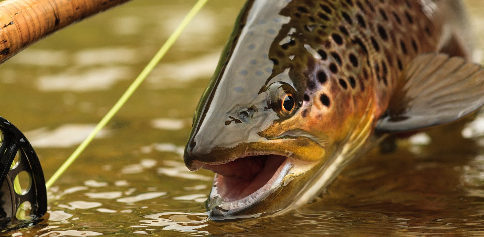 Brown Trout with Fly Rod