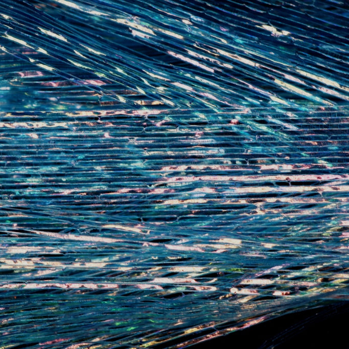 Perdigon Strips FCPORTO Blue