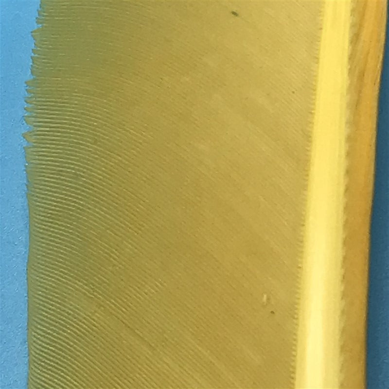 MFC Turkey Biots - The Trout Spot