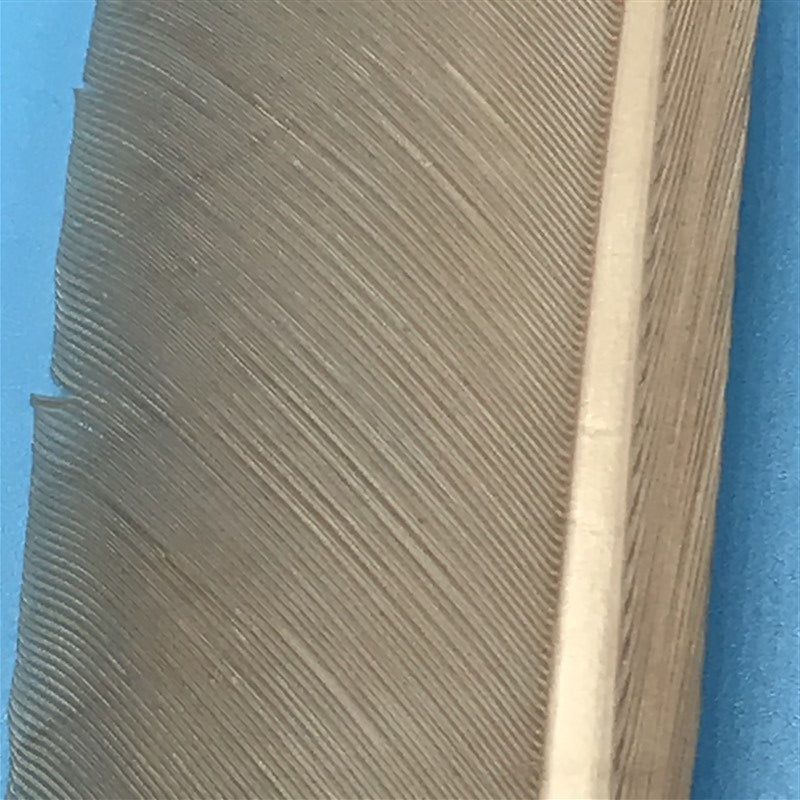 MFC Turkey Biots - The Trout Spot