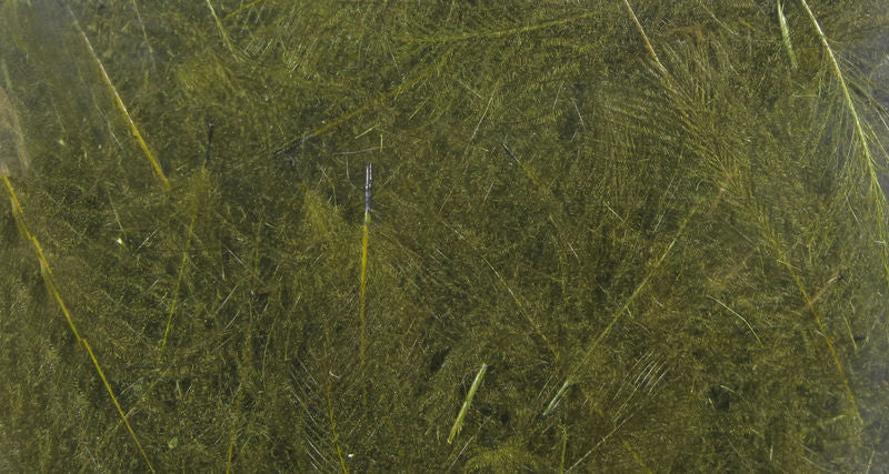 UV2 Select Cdc - The Trout Spot