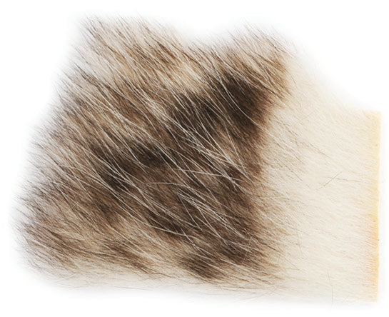 American Opossum - The Trout Spot