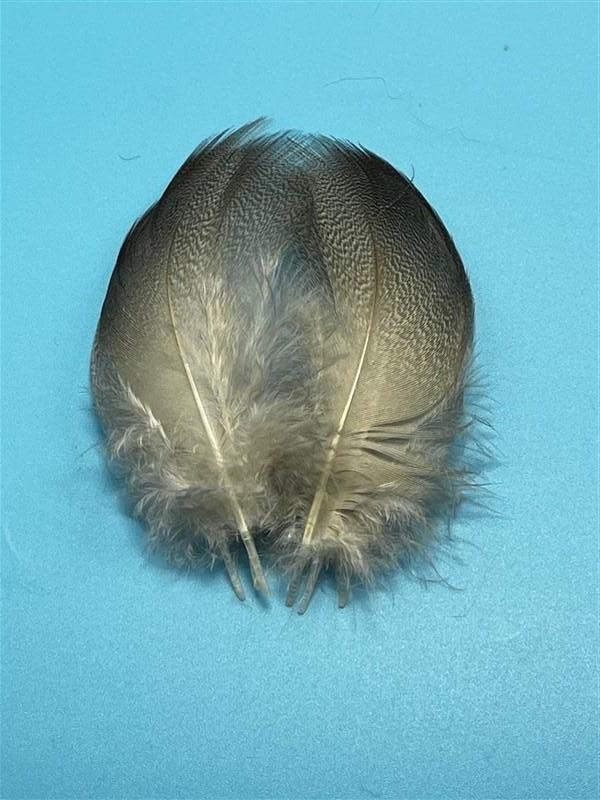 Mallard Bronze Flank - The Trout Spot