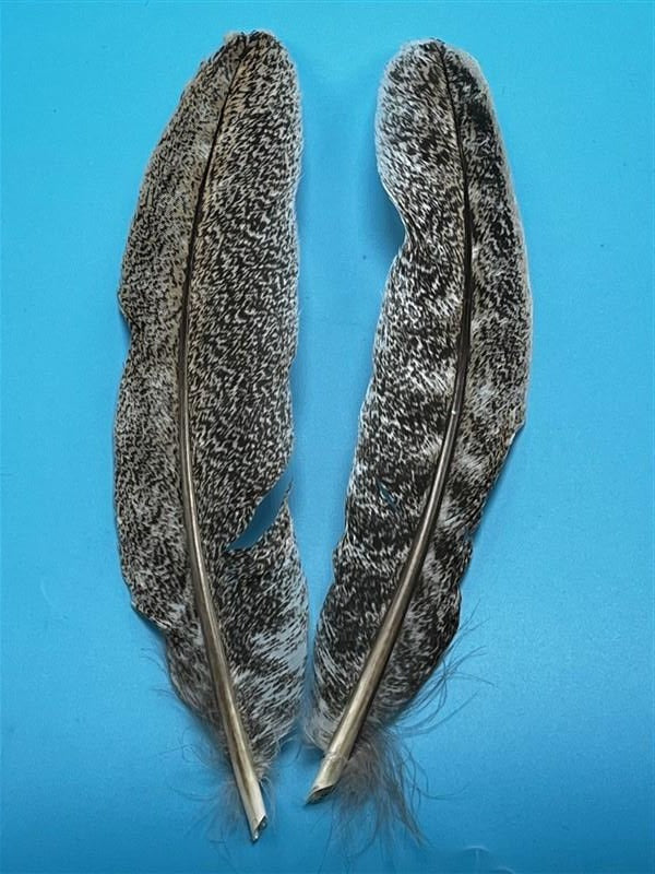 Turkey Wing Quill Mottled Oak #3 - The Trout Spot