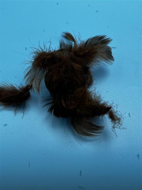 Wapsi Barred Mallard Flank Brown - The Trout Spot