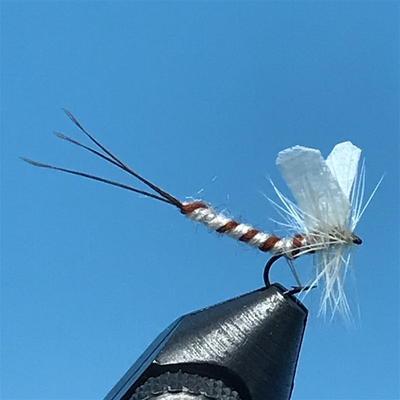 Cream Mayfly - The Trout Spot
