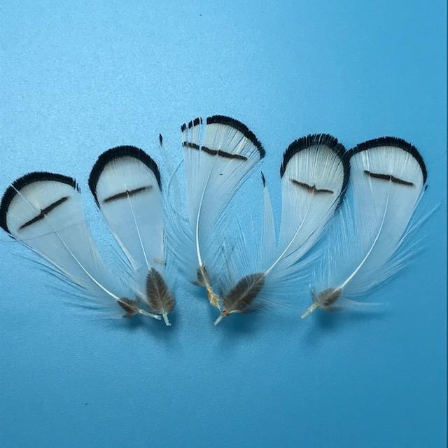 Wapsi Lady Amherst Pheasant Tippets - The Trout Spot