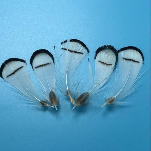 Wapsi Lady Amherst Pheasant Tippets - The Trout Spot