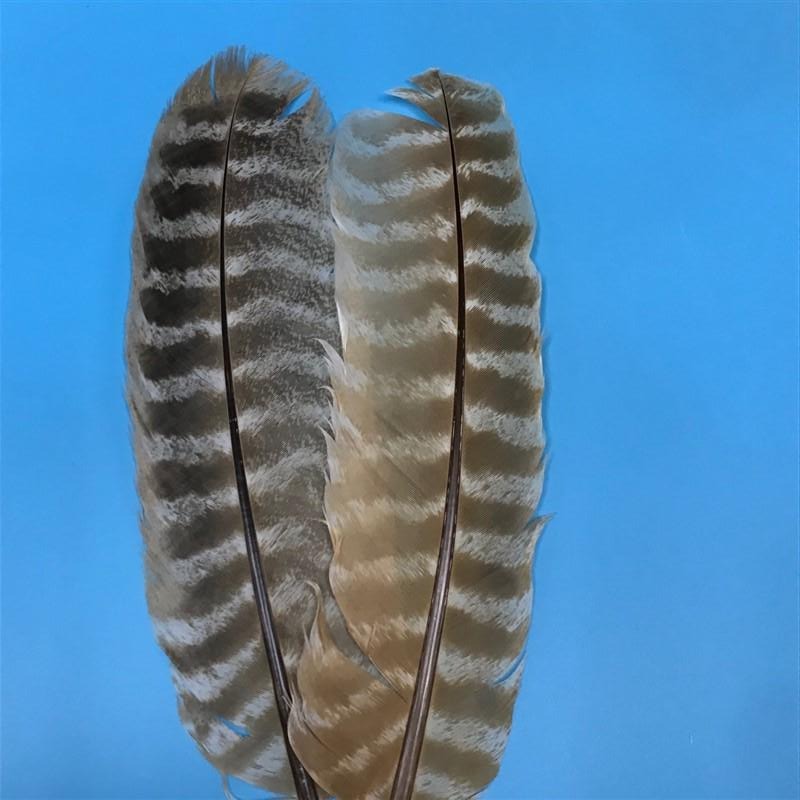 Ozark Turkey Quill Barred - The Trout Spot