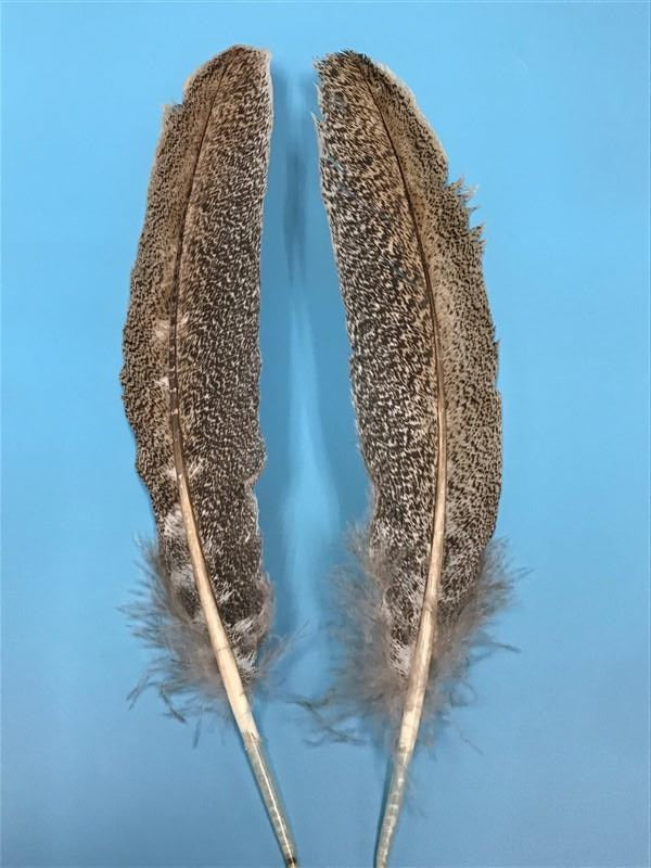 Turkey Wing Quill Mottled Oak - The Trout Spot