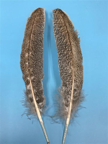 Turkey Wing Quill Mottled Oak - The Trout Spot
