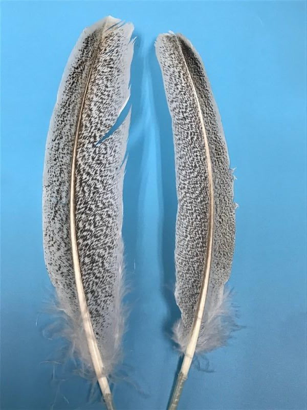 Turkey Wing Quill Mottled Oak - The Trout Spot