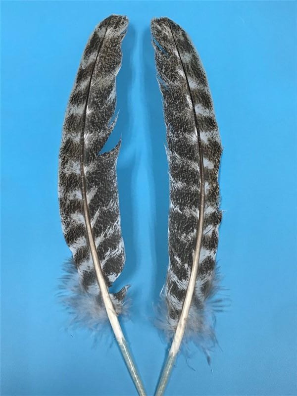 Turkey Wing Quill Mottled Oak - The Trout Spot