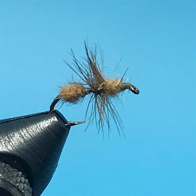 Cinnamon Ant - The Trout Spot