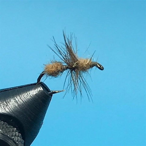 Cinnamon Ant - The Trout Spot