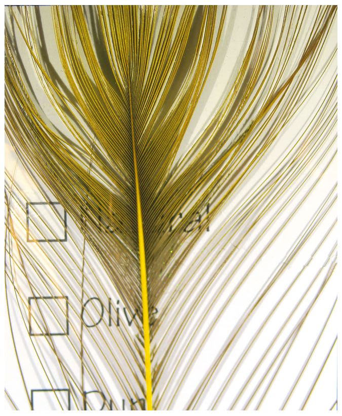 Stripped Peacock Eyes - The Trout Spot