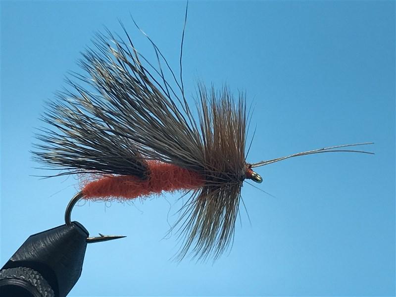 Adult October Caddis - The Trout Spot