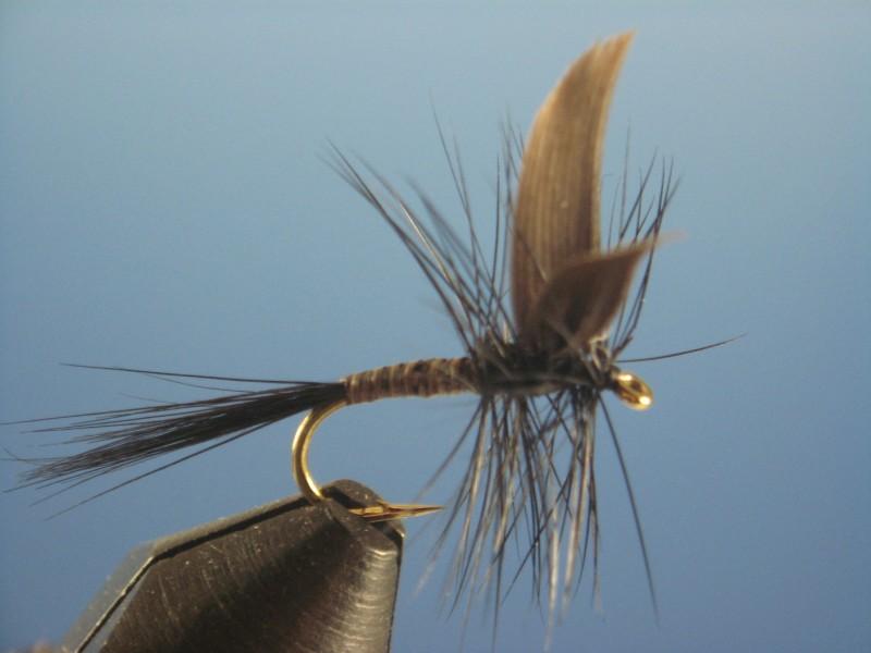 Black Gnat - The Trout Spot