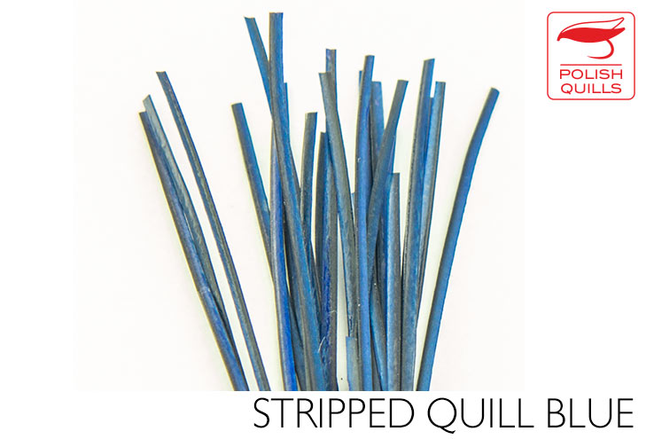 Polish Stripped Peacock Quills Blue