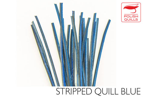 Polish Stripped Peacock Quills Blue