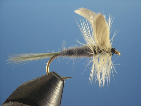 Blue Dun - The Trout Spot