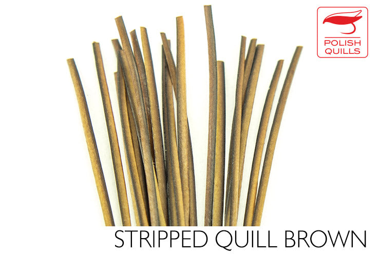 Polish Stripped Peacock Quills Brown