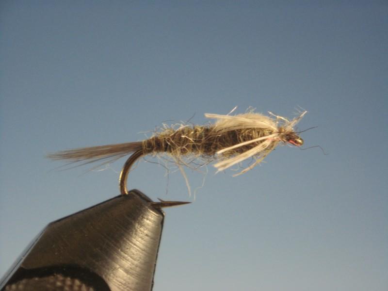 Callibaetis Nymph - The Trout Spot
