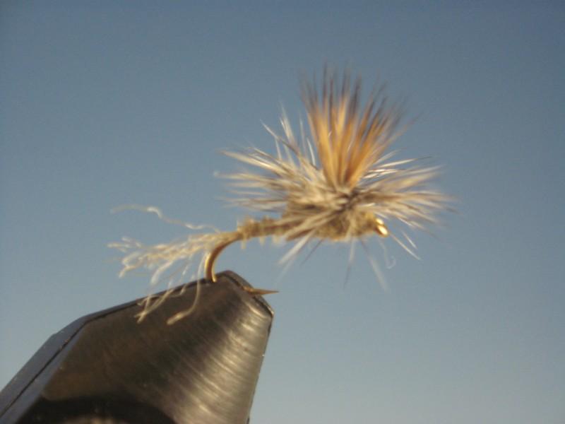 Callibaetis Paracripple - The Trout Spot