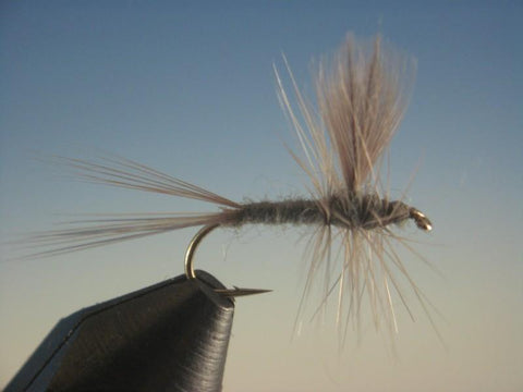 Callibaetis Thorax - The Trout Spot