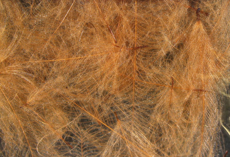 Hareline Dubbin Cul De Canard Cinnamon - The Trout Spot