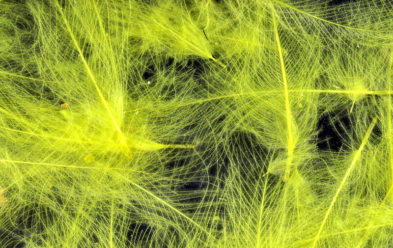 Hareline Dubbin Cul De Canard Light Yellow - The Trout Spot