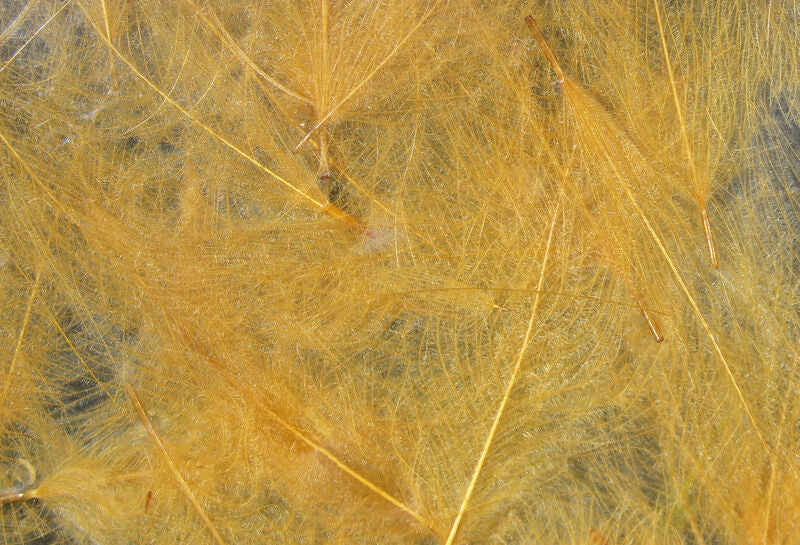 Hareline Dubbin Cul De Canard Tan - The Trout Spot