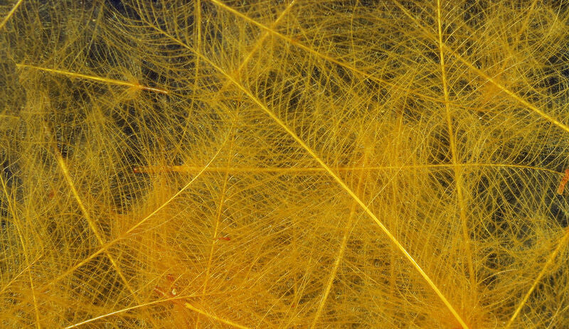 Hareline Dubbin Cul De Canard Woodduck Gold - The Trout Spot