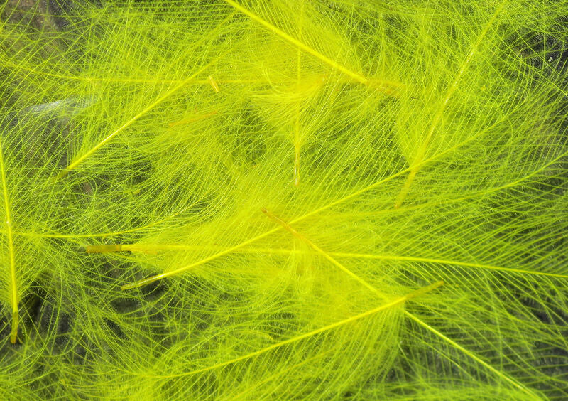 Hareline Dubbin Cul De Canard Yellow - The Trout Spot