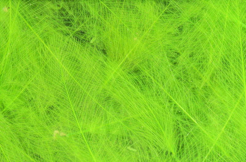 Hareline Dubbin Cul De Canard Chartreuse - The Trout Spot