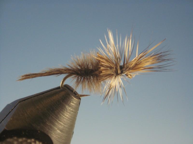 Cripple Callibaetis - The Trout Spot