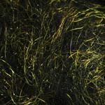 Dazzle Dubbing - The Trout Spot