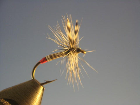 Female Mosquito (Fair Isle) - The Trout Spot