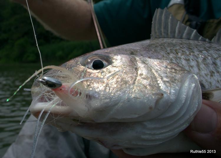 Fish-Skull Foxy Shrimp White - The Trout Spot