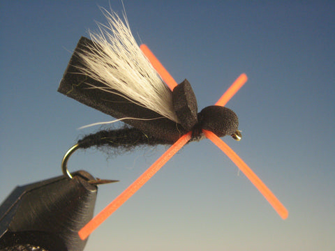 Flat Head Cicada - The Trout Spot