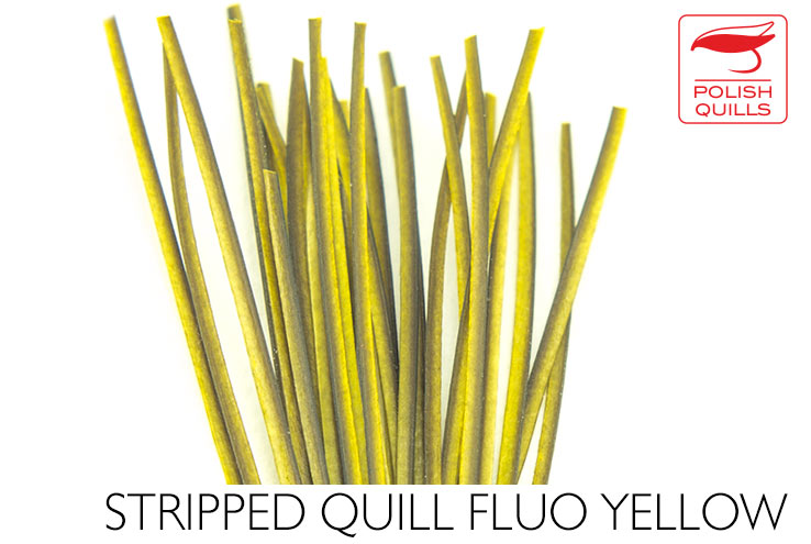 Polish Stripped Peacock Quills FL Yellow