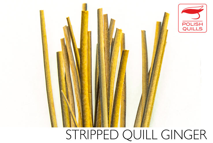 Polish Stripped Peacock Quills Ginger