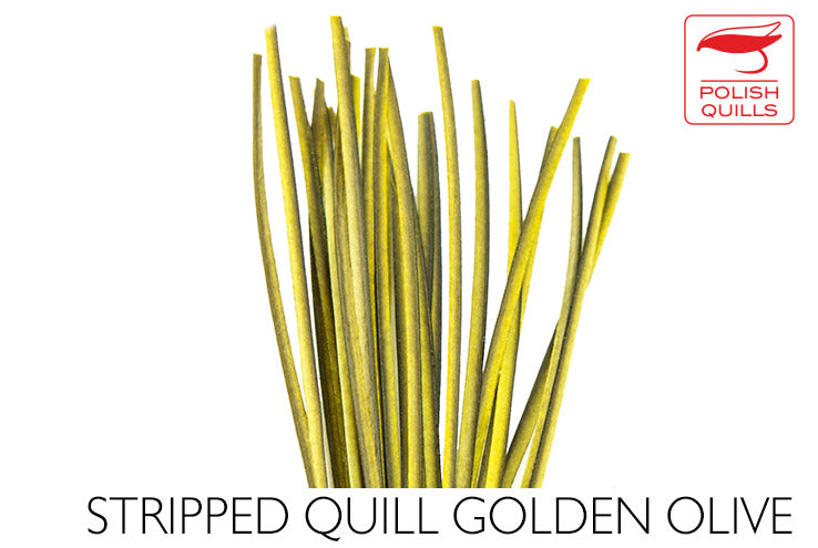 Polish Stripped Peacock Quills Golden Olive