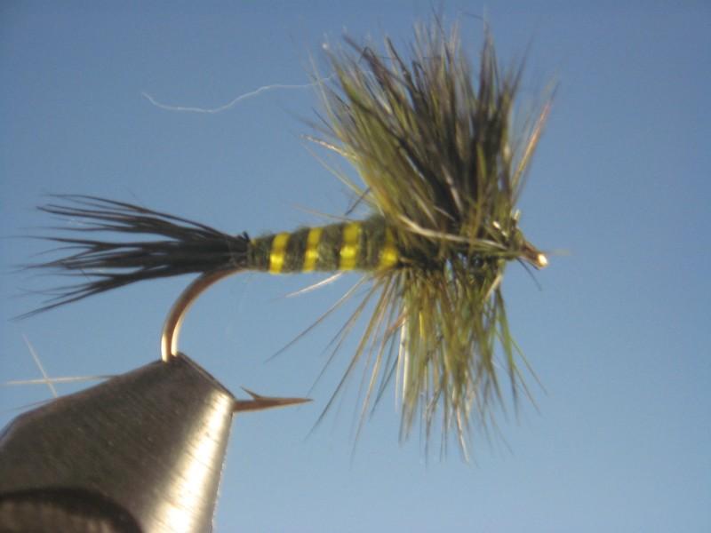 Green Drake - The Trout Spot