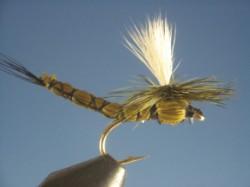 Green Paradrake - The Trout Spot